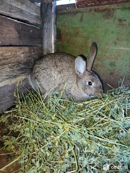 Кролиха. Фото 3.