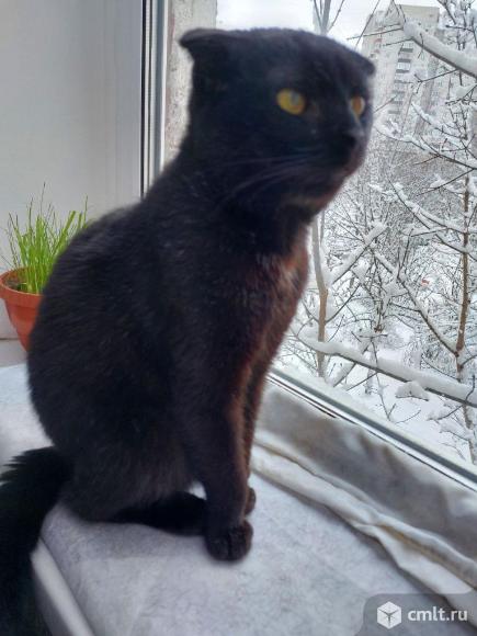 Шотландский  вислоухий  кот  в  добрые  руки. Фото 3.