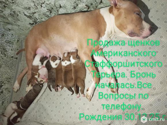 Продажа. Бронь. Американских Стаффордширских терьеров.Есть мальчики и девочки. Общее количество 7шт.. Фото 1.