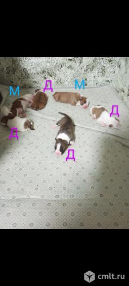 Продажа. Бронь. Американских Стаффордширских терьеров.Есть мальчики и девочки. Общее количество 7шт.. Фото 4.