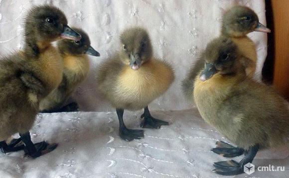 Продажа утят. Фото 1.