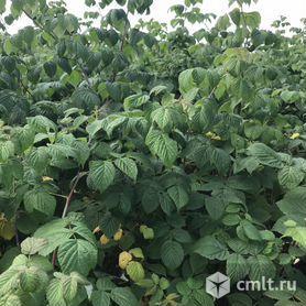 Саженцы малины. Фото 1.