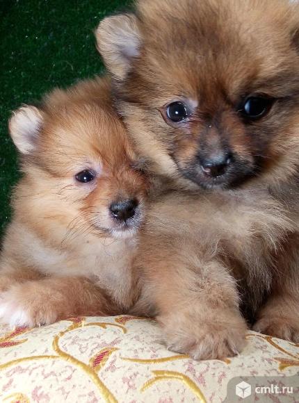 Минимишки. Фото 1.