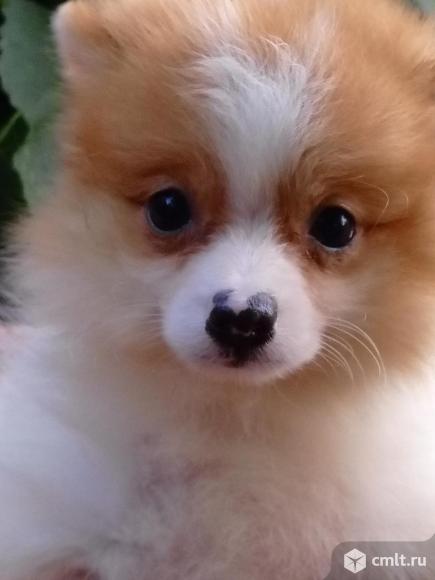 Минимишки. Фото 9.