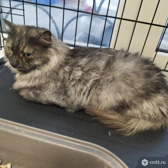 Кошке 1 год, в добрые руки. Фото 1.