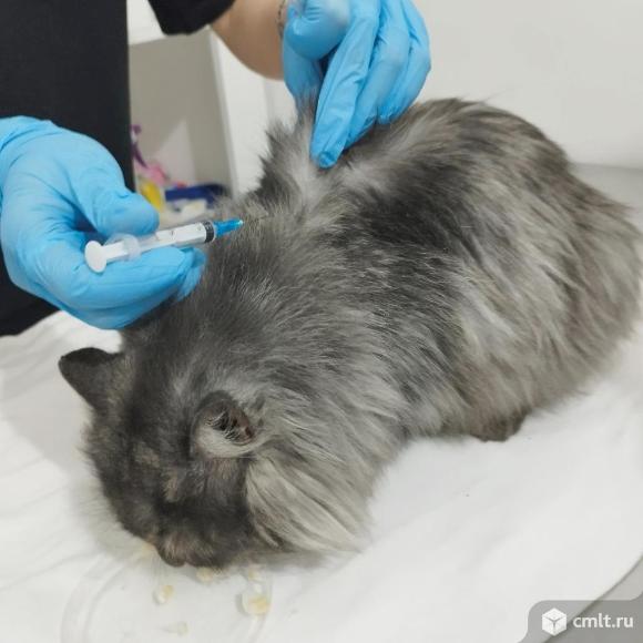 Кошке 1 год, в добрые руки. Фото 10.