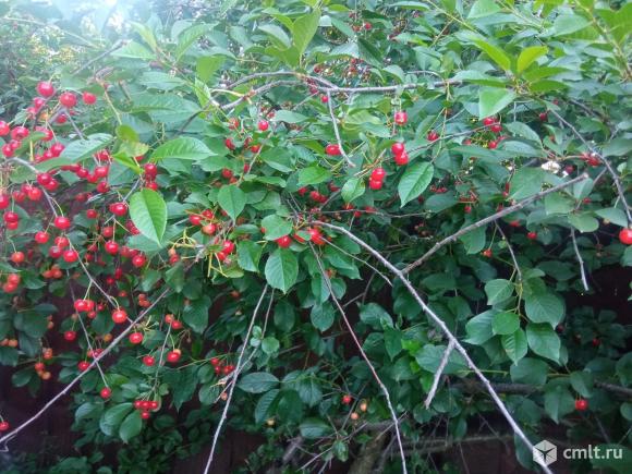 Саженец ранней вишни. Фото 1.