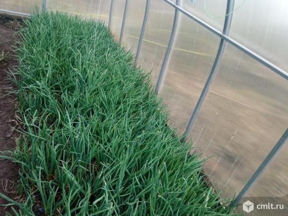 Зелёный лук. Фото 1.