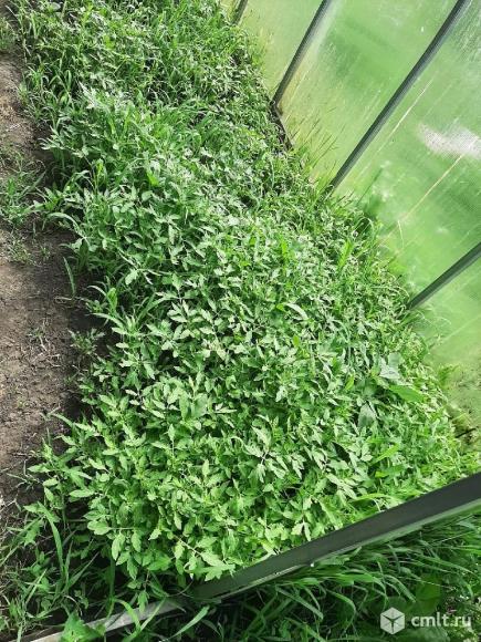 Рассада помидор. Фото 1.