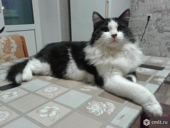 Шикарный  котенок - подросток  Томас. Фото 1.