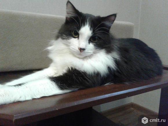 Шикарный  котенок - подросток  Томас. Фото 5.