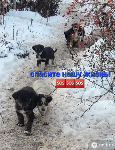 Щенки даром в хорошие руки. Фото 1.