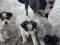 Щенки даром в хорошие руки. Фото 3.