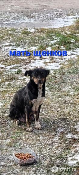 Щенки даром в хорошие руки. Фото 6.