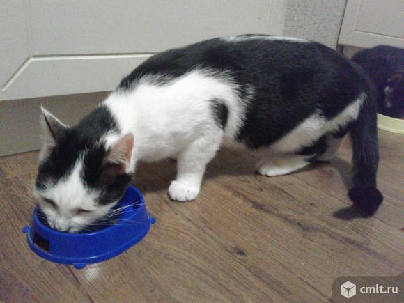 Черно-белый  молодой  кот  Феликс  в  добрые  руки. Фото 5.