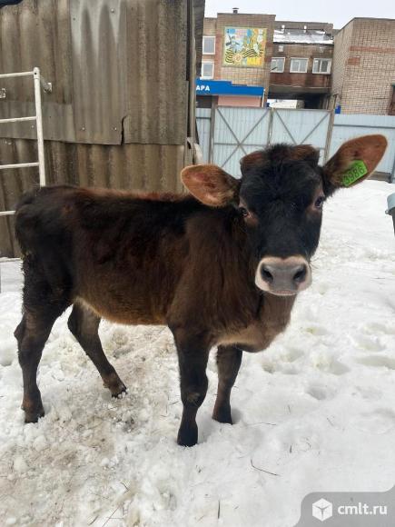 Телочка. Фото 1.