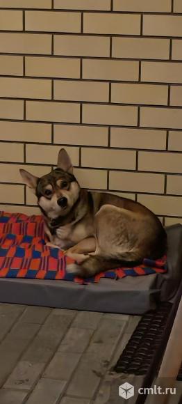 Найден кобель лайки. Фото 1.