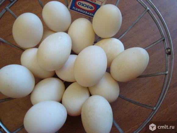 Утки  породы индийский бегун(ок). Фото 2.