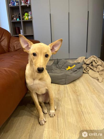 Дори ищет хозяина. Фото 1.