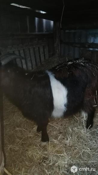 Козел на мясо. Фото 1.