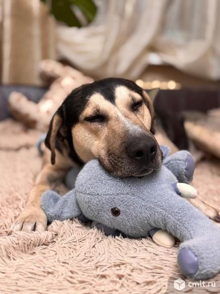 Пес Рекс в добрые руки. Фото 1.