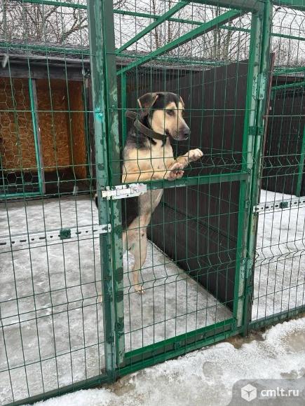 Пес Рекс в добрые руки. Фото 5.