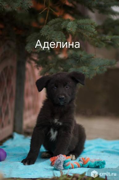 Щенкам нужен дом. Фото 1.