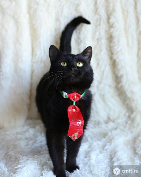 Коту нужен дом. Фото 1.