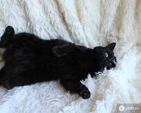 Коту нужен дом. Фото 5.