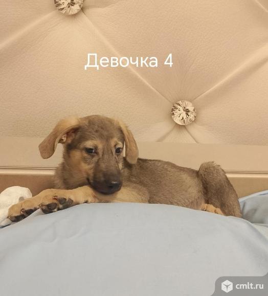 Щенкам нужен дом. Фото 1.