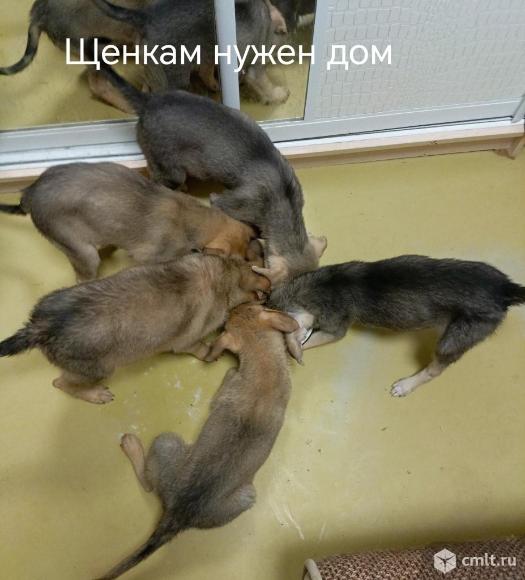 Щенкам нужен дом. Фото 6.