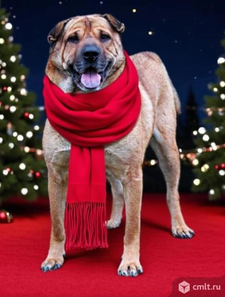 Взрослый пес ищет дом. Фото 1.