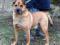 Взрослый пес ищет дом. Фото 4.