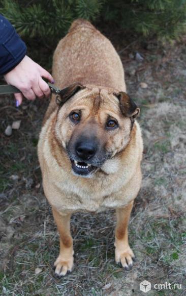 Взрослый пес ищет дом. Фото 5.