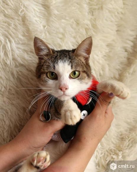 Кот Степан ищет дом. Фото 1.