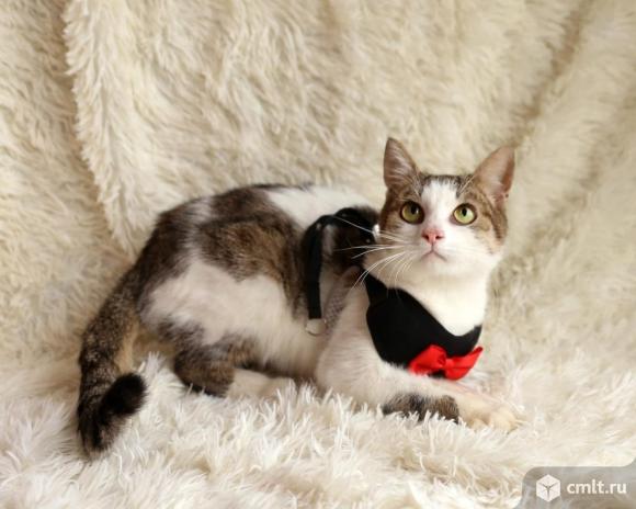 Кот Степан ищет дом. Фото 4.