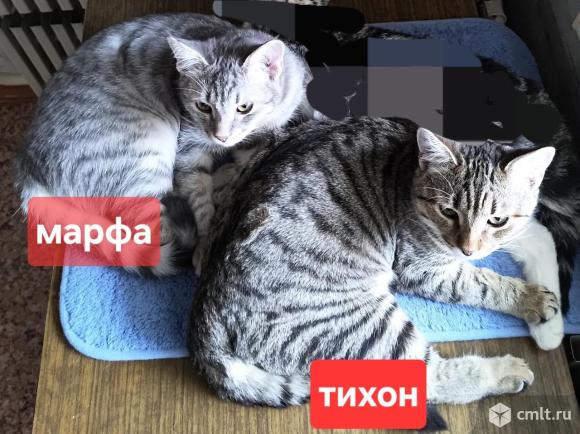 Марфа и Тихон ищут дом. Фото 1.