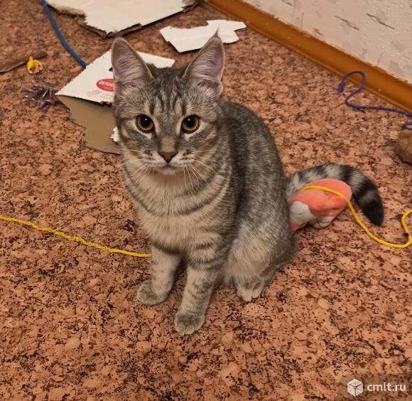 Марфа и Тихон ищут дом. Фото 6.