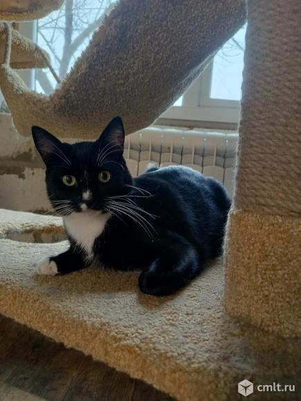 Кот Ромка ищет дом. Фото 1.