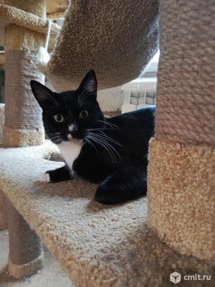 Кот Ромка ищет дом. Фото 5.