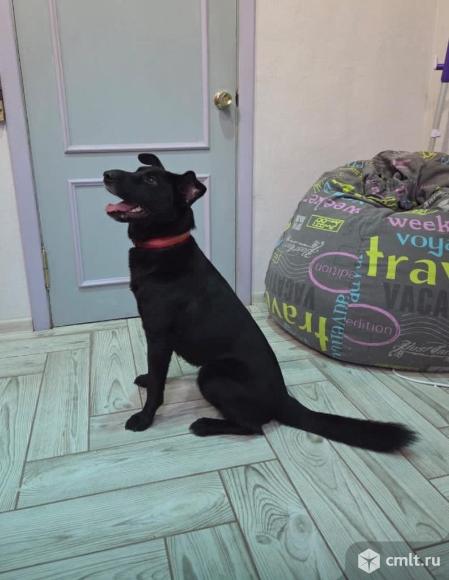Взрослая собака ищет дом. Фото 1.