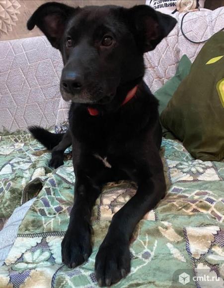 Взрослая собака ищет дом. Фото 6.