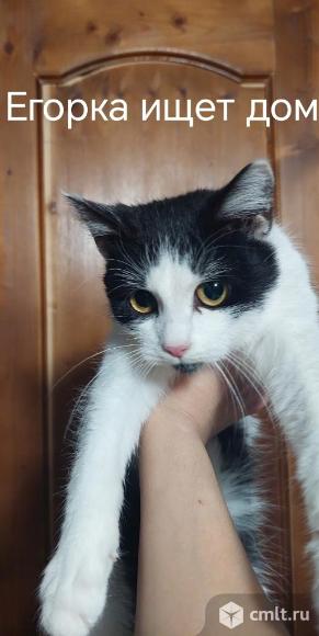 Кот Егорка ищет дом. Фото 1.