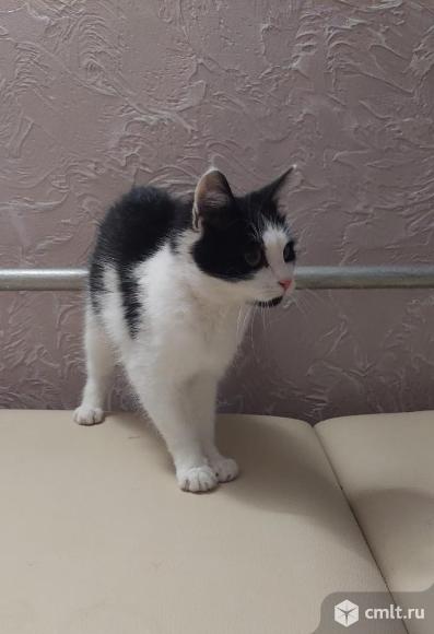 Кот Егорка ищет дом. Фото 5.