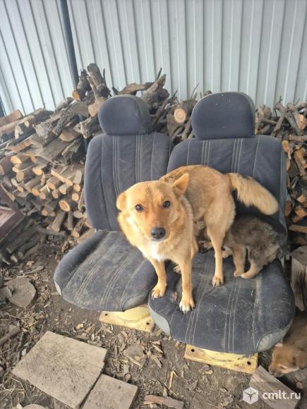 Щенкам нужен дом. Фото 4.