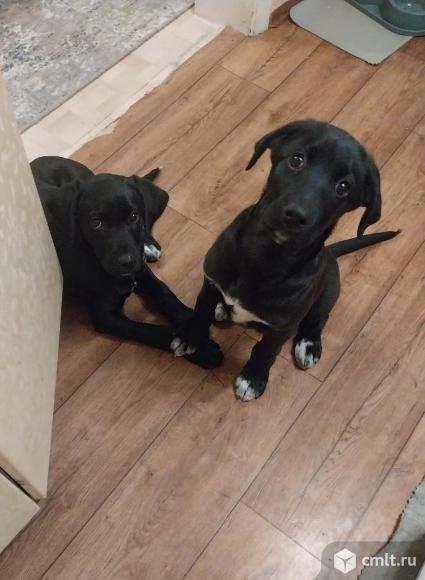 Герда и Багира ищут дом. Фото 1.