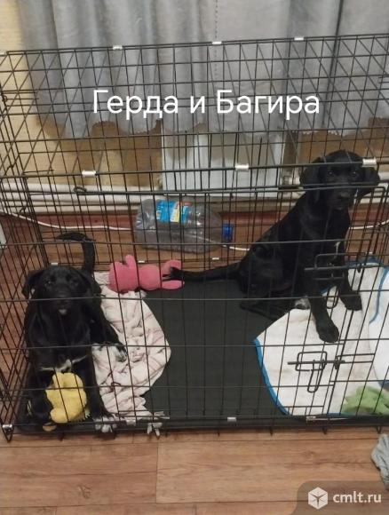 Герда и Багира ищут дом. Фото 6.