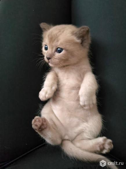 Котята. Фото 1.