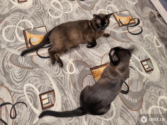 Котята. Фото 8.