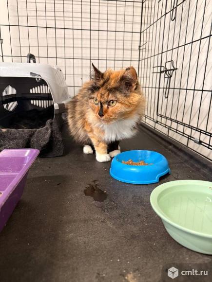 Взрослая кошка в добрые руки. Фото 4.